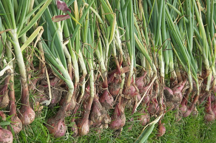 When to Harvest Red Onions » Top Timing Tips