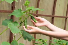 when-to-pick-cucumbers