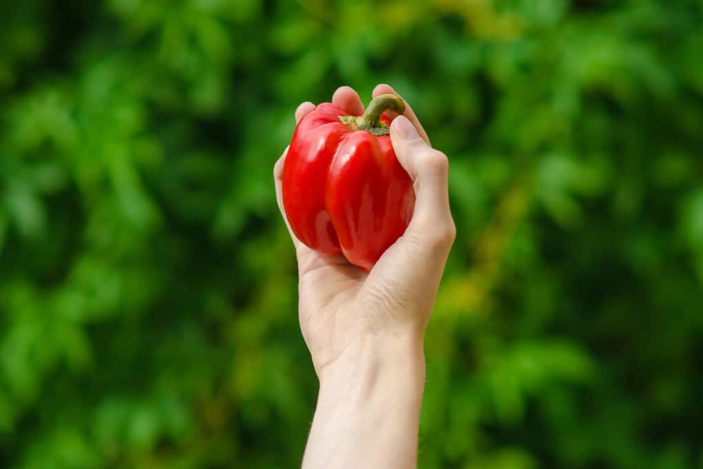 When To Pick Red Bell Peppers Garden eco