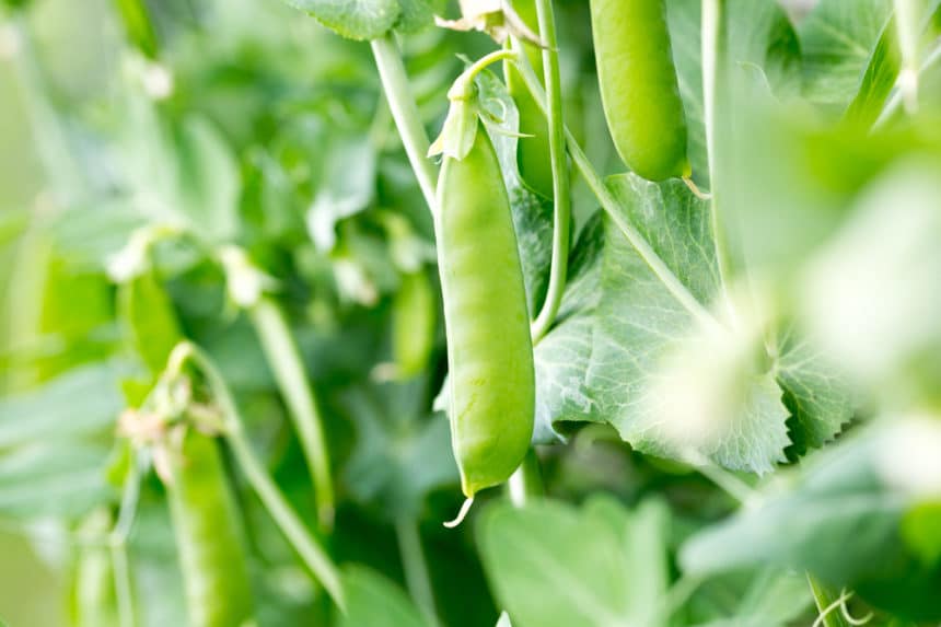 Freezing Sugar Snap Peas » Tips on Keeping Them Fresh