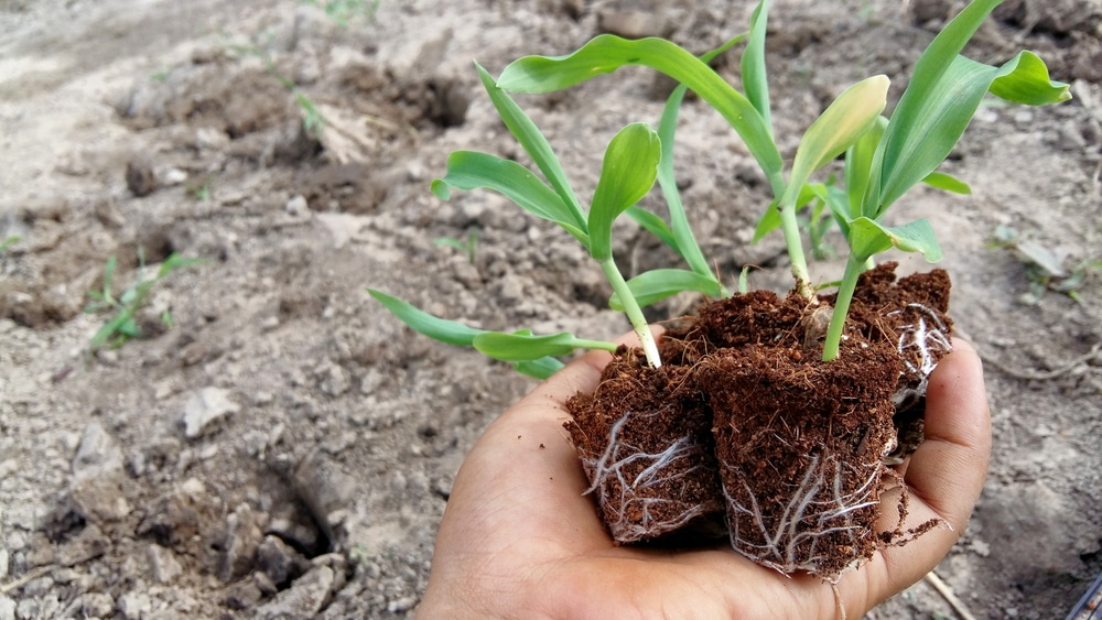 When To Plant Corn All The Top Tips