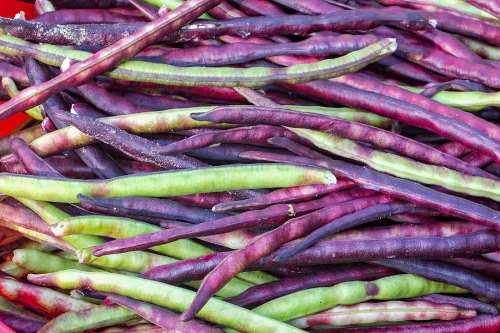 When to Plant Purple Hull Peas » Top Timing Tips