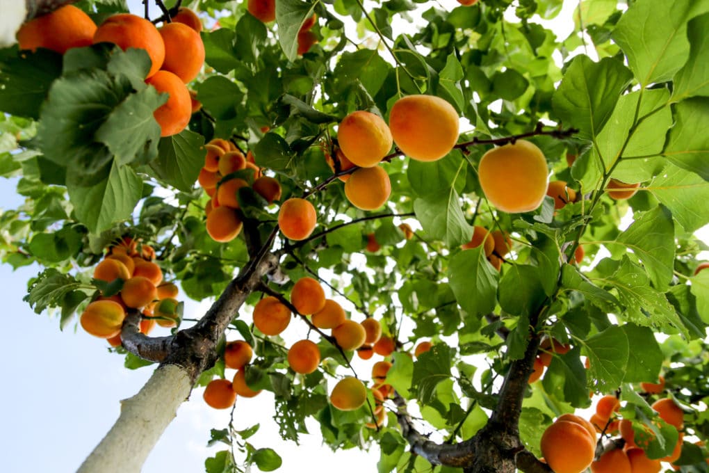 Do Apricot Trees Have Deep Roots at Sheila Weaver blog