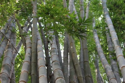 where-does-bamboo-grow