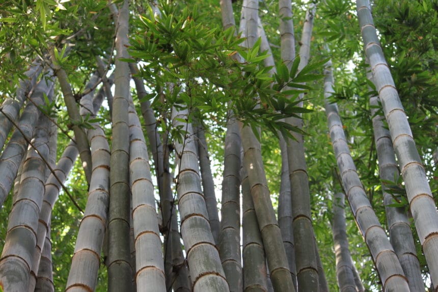 How Does Bamboo Grow? » All the Top Facts