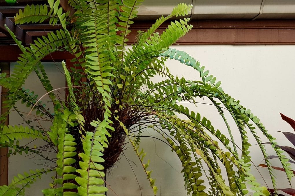 How to Propagate a Boston Fern Garden.eco