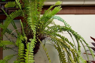 wintering-boston-ferns