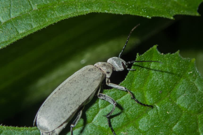 Common Zucchini Pests and How to Get Rid of Them Garden.eco