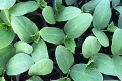 zucchini-seedlings