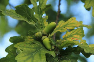 acorn-tree-leaves