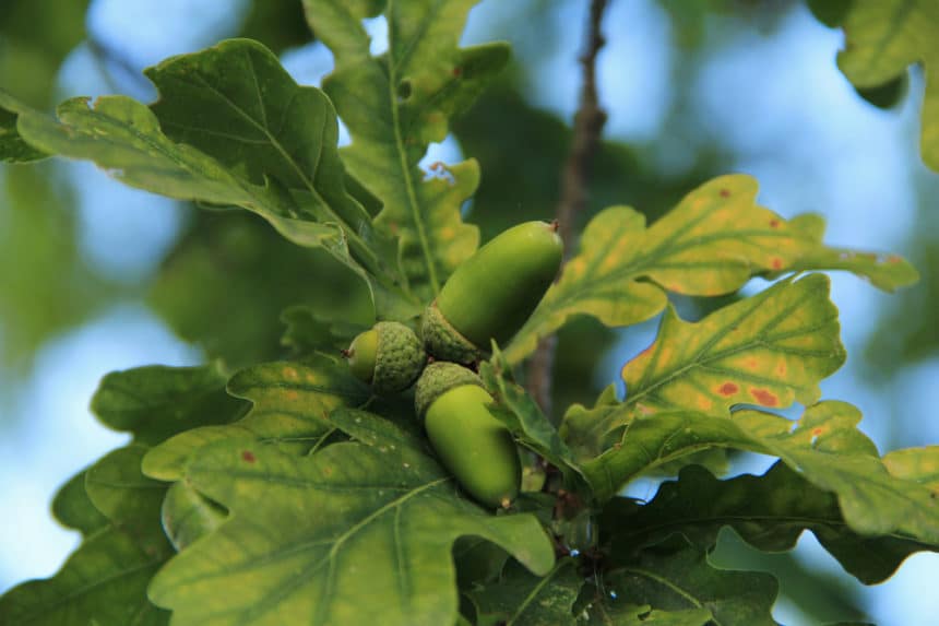 How to Grow an Oak Tree From an Acorn