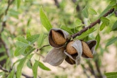 almond-harvesting