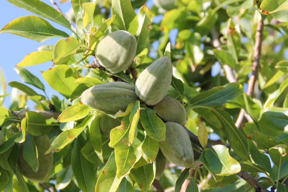 Garden Prince Almond Tree Garden Ftempo