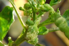 aphids-on-pepper-plants