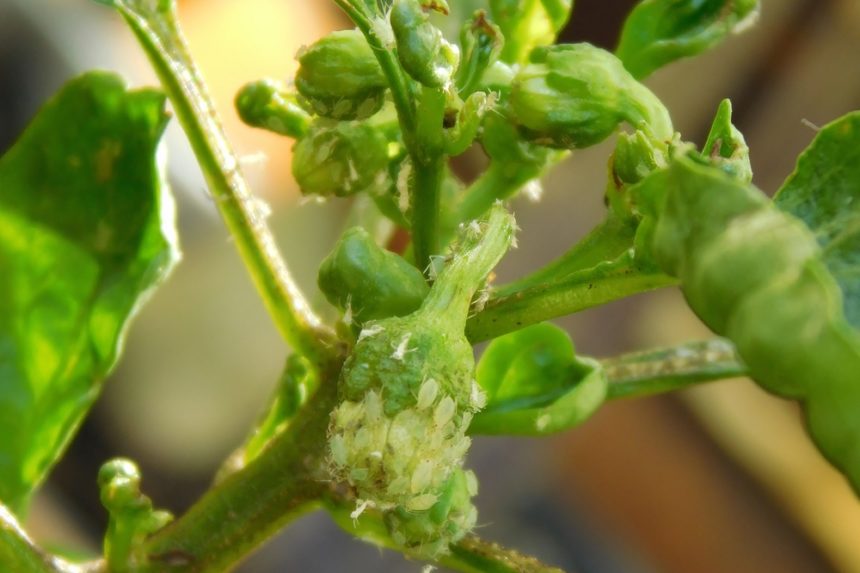 Aphids On Pepper Plants Oh My Tips For Prevention Aphids On Pepper Plants Oh My Tips For Prevention