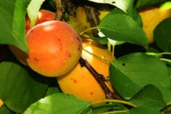 apricot-tree-leaves