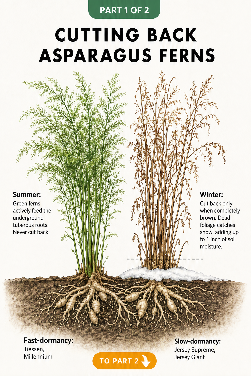 Botanical illustration showing a green asparagus fern in summer and a brown, dormant asparagus fern in winter with snow.