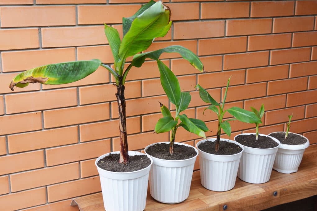 How Long Does It Take For Bananas to Grow? » Facts & Tips