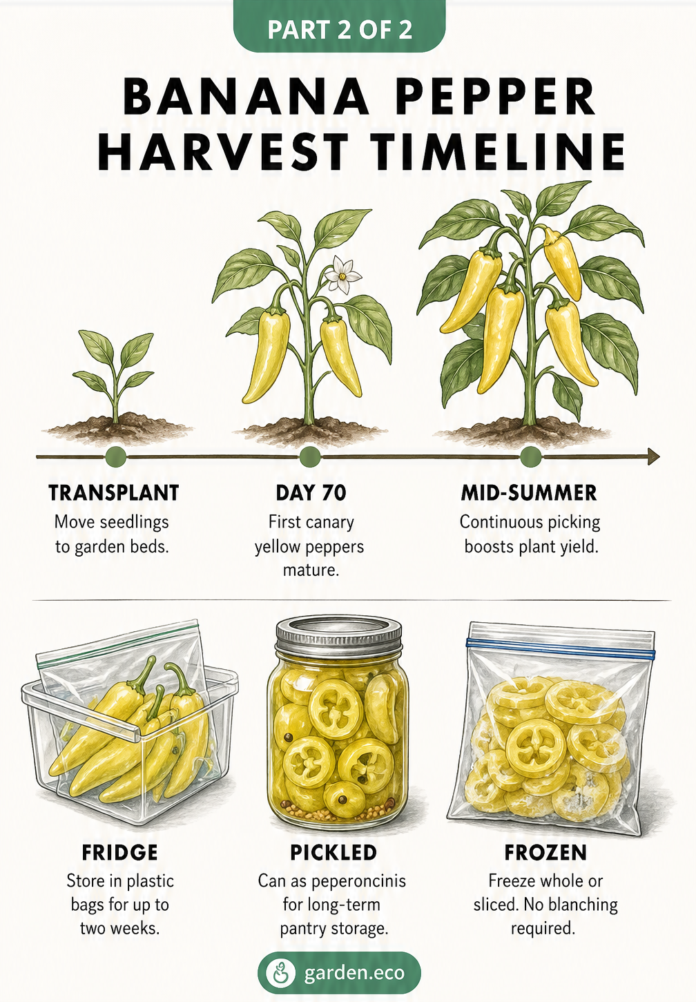 Timeline showing banana pepper growth from transplant to harvest, plus storage methods like fridge, pickling, and freezing.