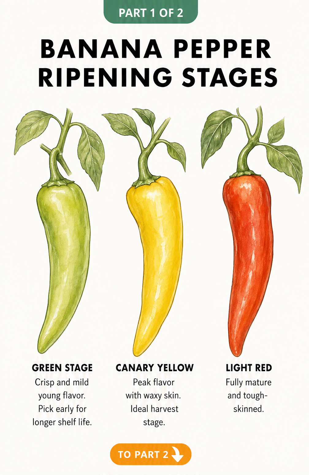 Botanical illustration showing banana pepper ripening stages from green to canary yellow and light red.