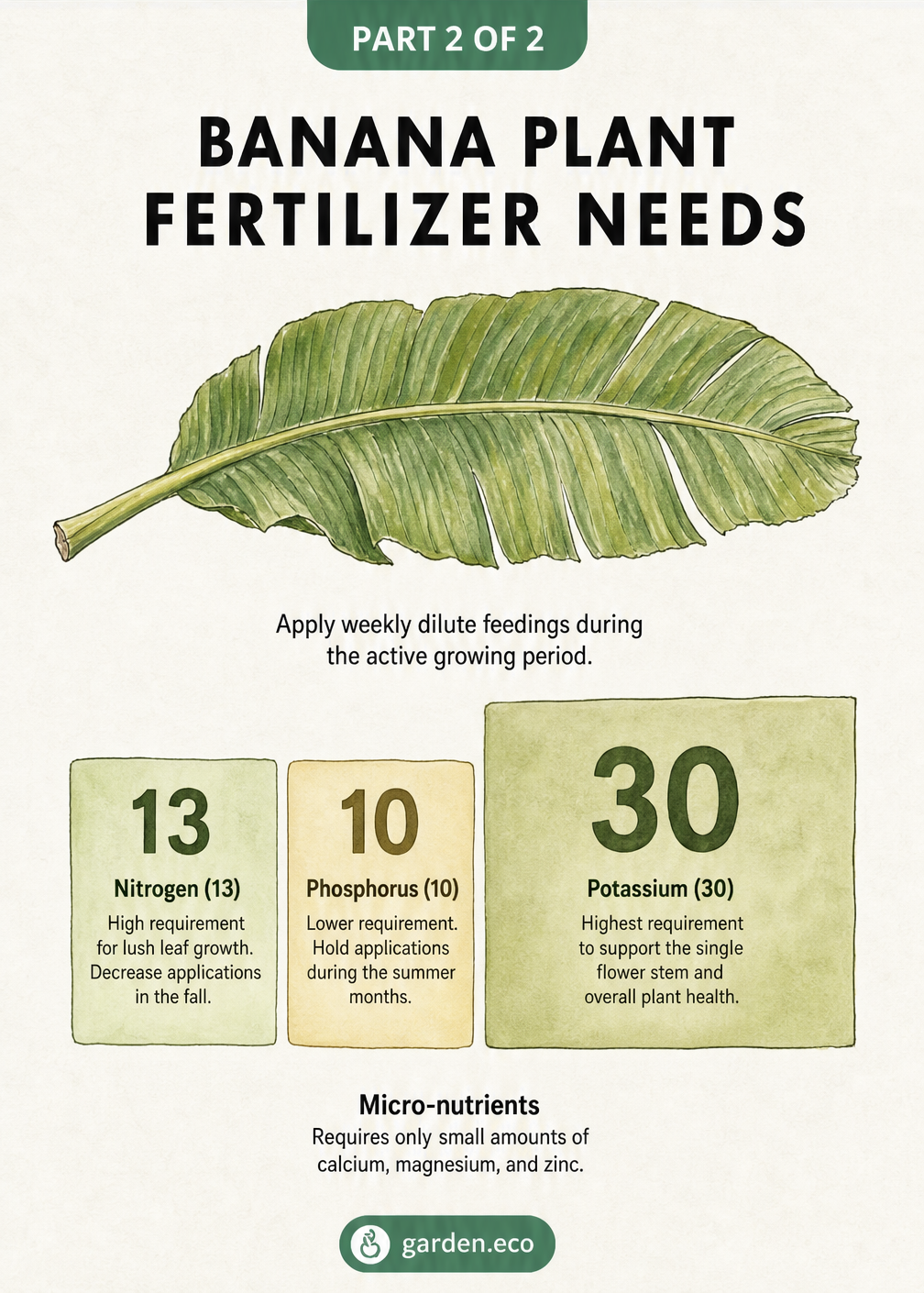 Chart showing the ideal NPK fertilizer ratio of 13-10-30 for banana plants