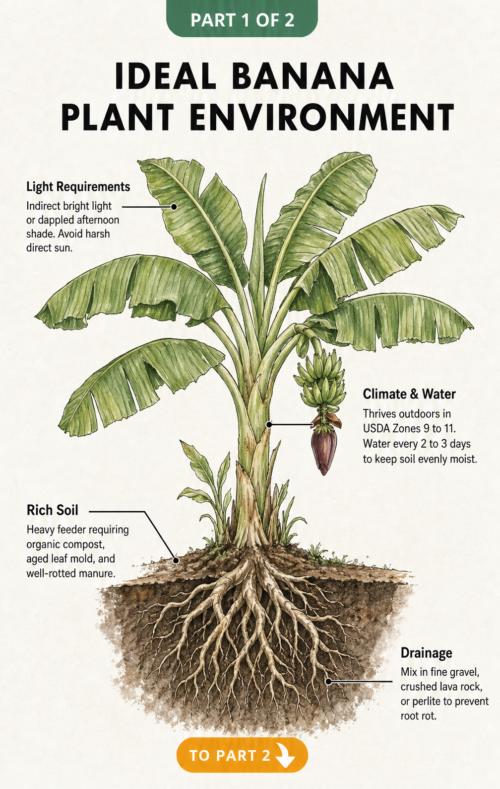 Botanical illustration of a banana plant showing light, climate, soil, and drainage requirements