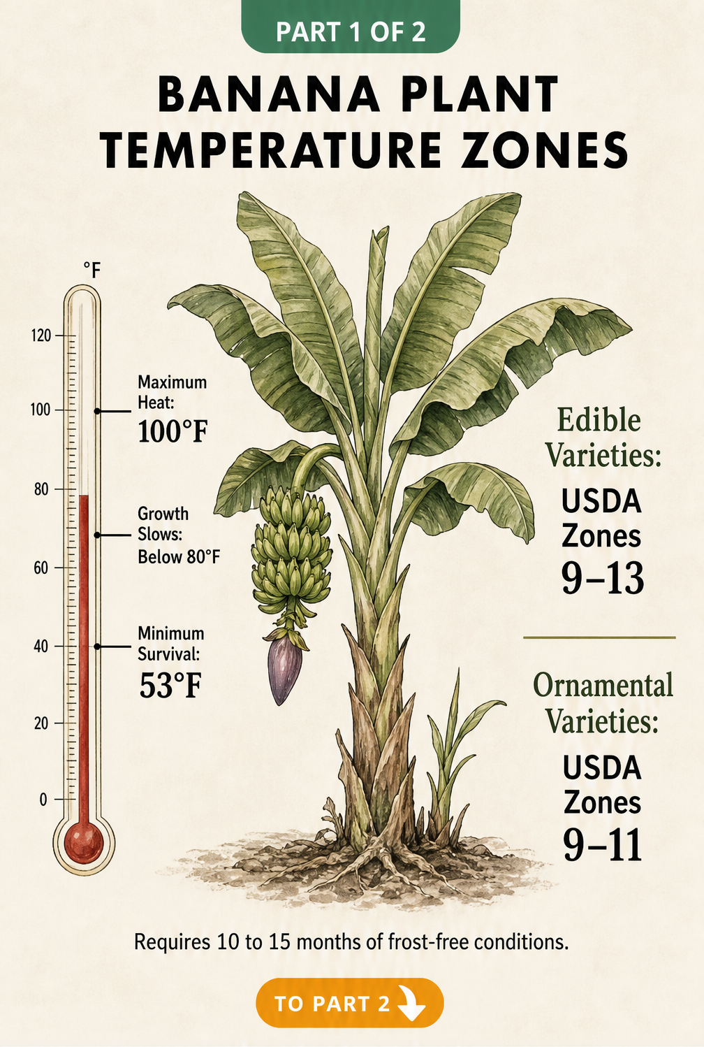 Botanical illustration of a banana plant showing temperature requirements and USDA hardiness zones for edible and ornamental varieties.