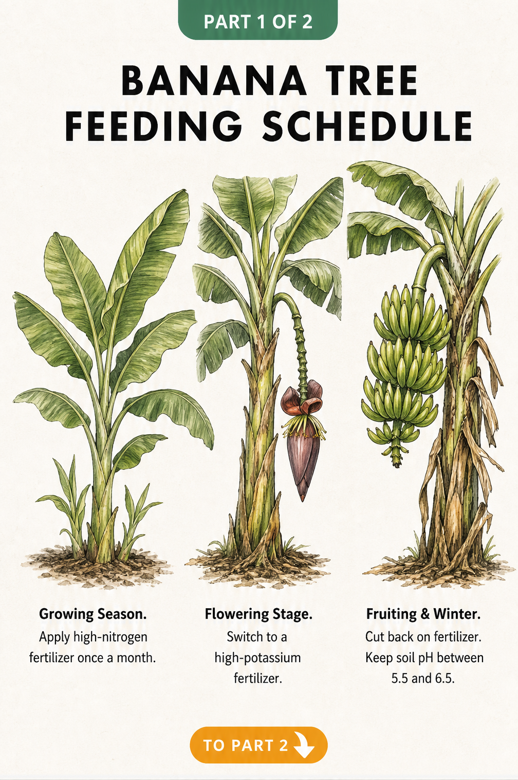 Botanical illustration showing a banana tree feeding schedule through growing, flowering, and fruiting stages