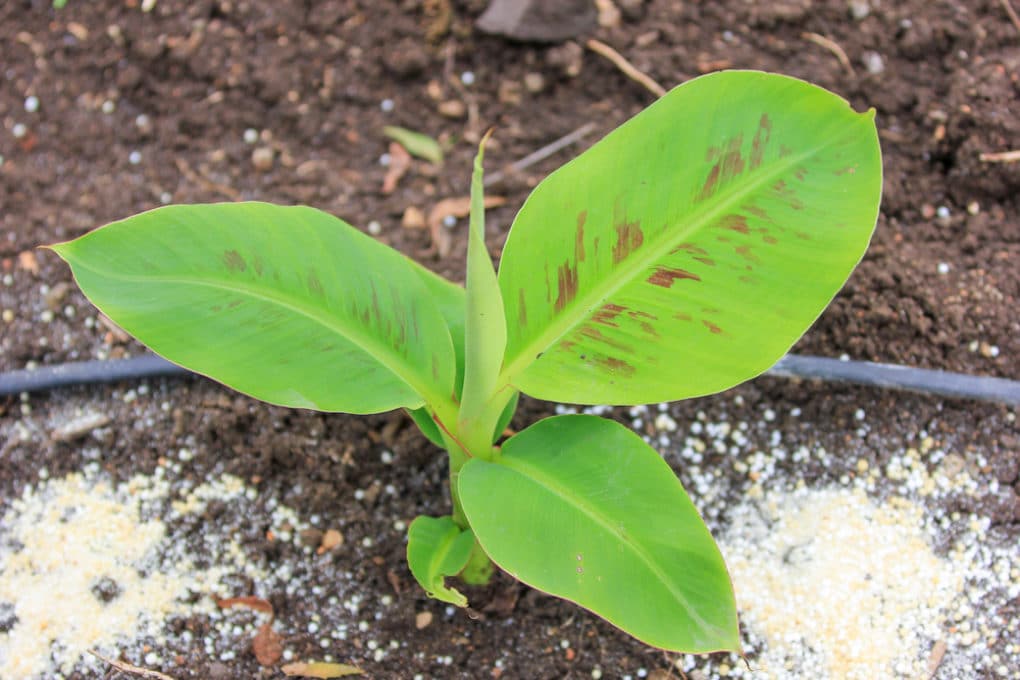 Banana Tree Fertilizer » Tips to Feed Them Right