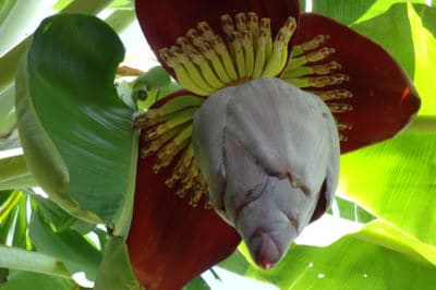 banana-tree-flower