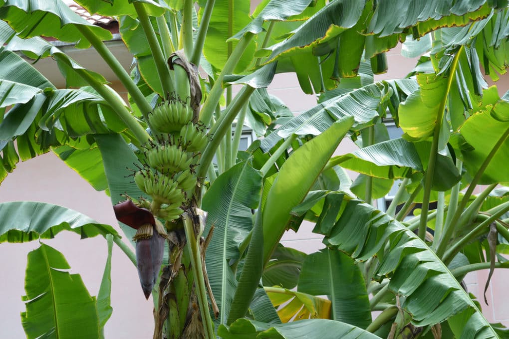 How Long Does It Take For Bananas to Grow? » Facts & Tips