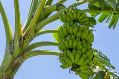 bananas-grow-on-trees