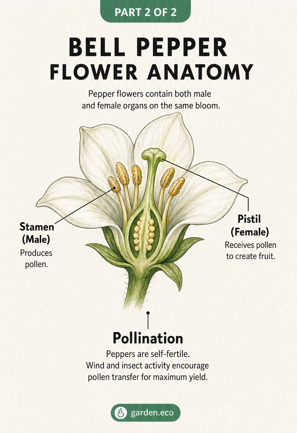 Botanical cross-section of a white bell pepper flower showing the stamen and pistil.