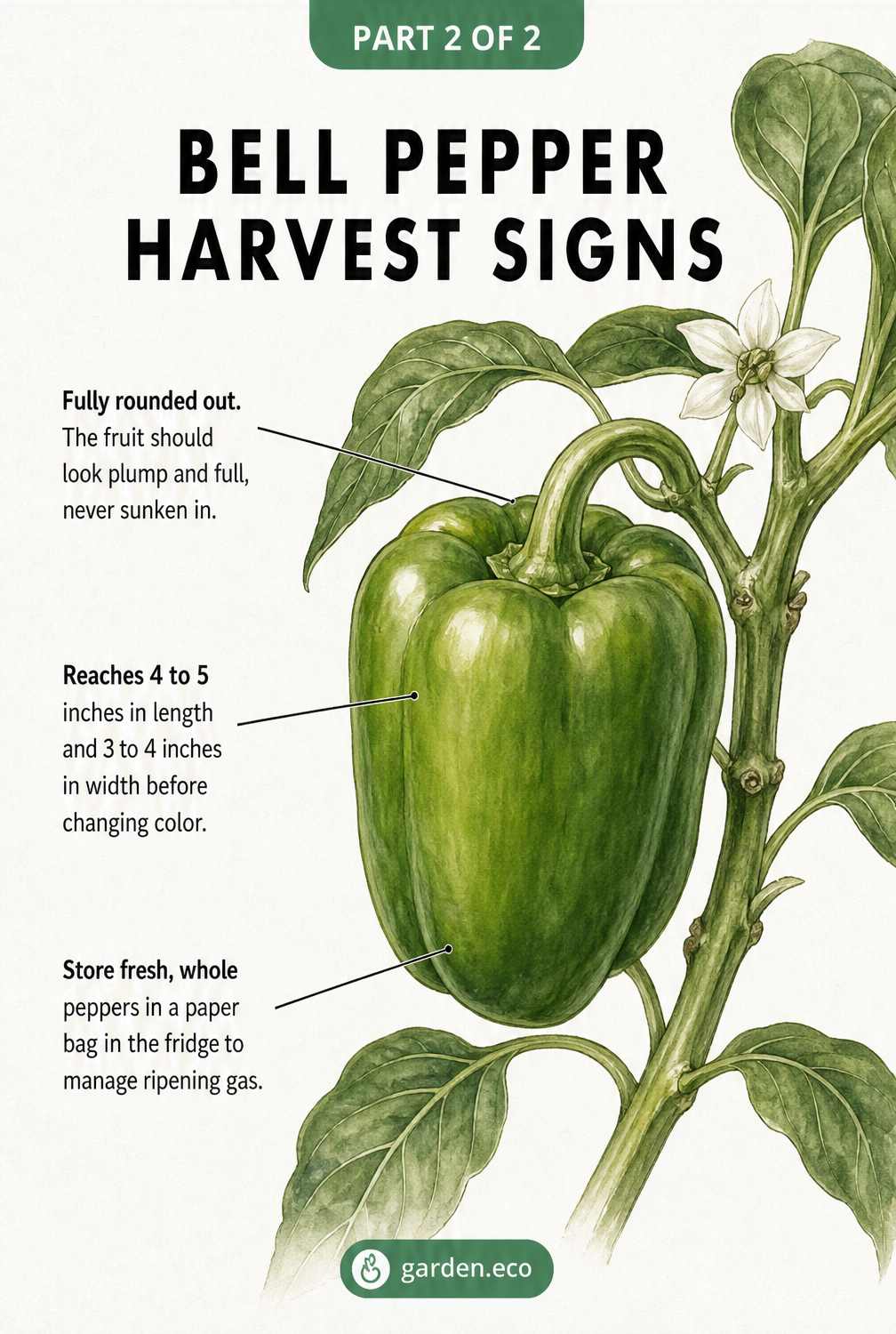 Illustration of a mature green bell pepper showing signs of harvest readiness like plump shape and size