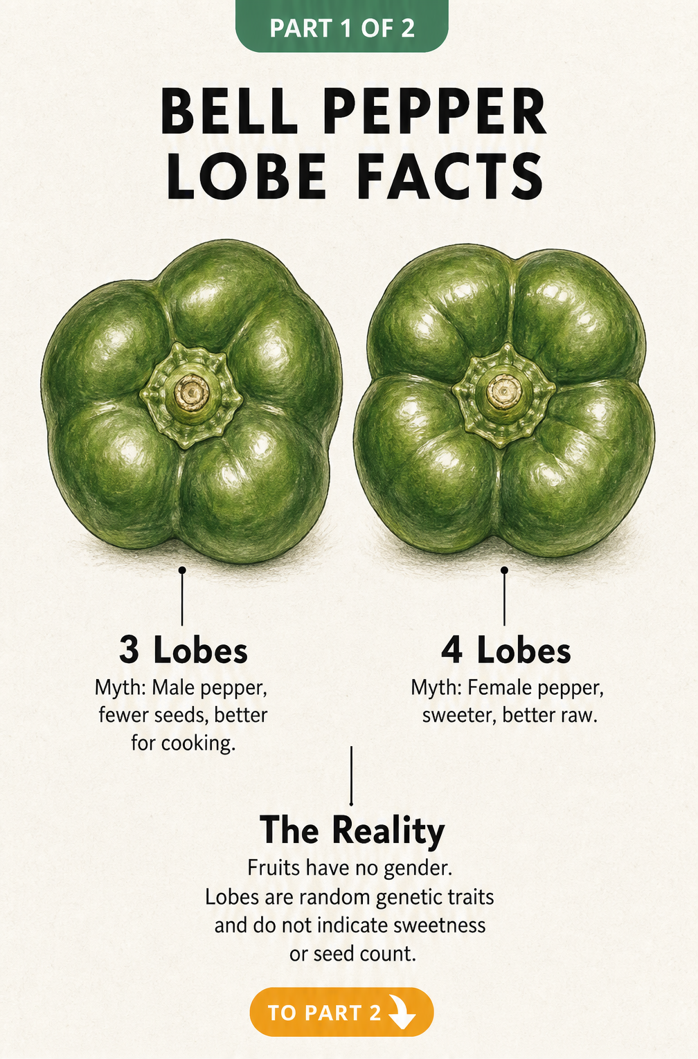Illustration of two green bell peppers viewed from the bottom, showing three and four lobes, debunking the gender myth.