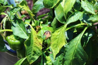 bell-pepper-plant-problems