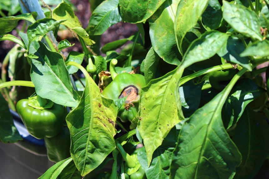 Bell Pepper Plant Problems » Tips for Identification & Control