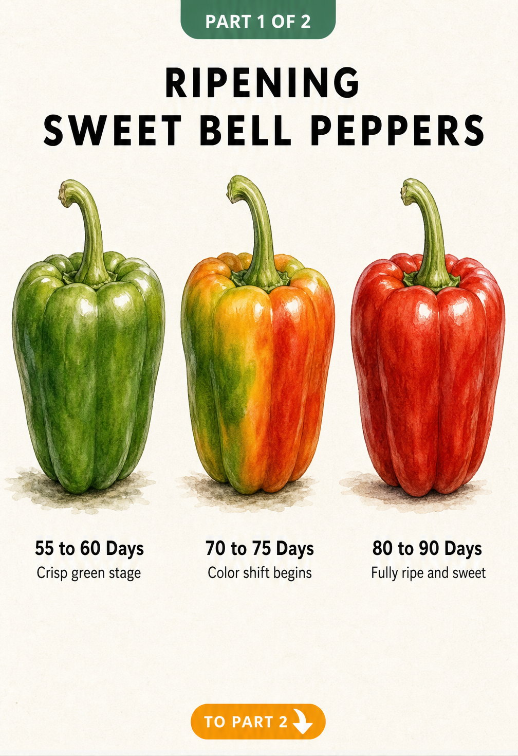 Botanical watercolor illustration showing the ripening process of a bell pepper from crisp green to fully ripe red over 90 days