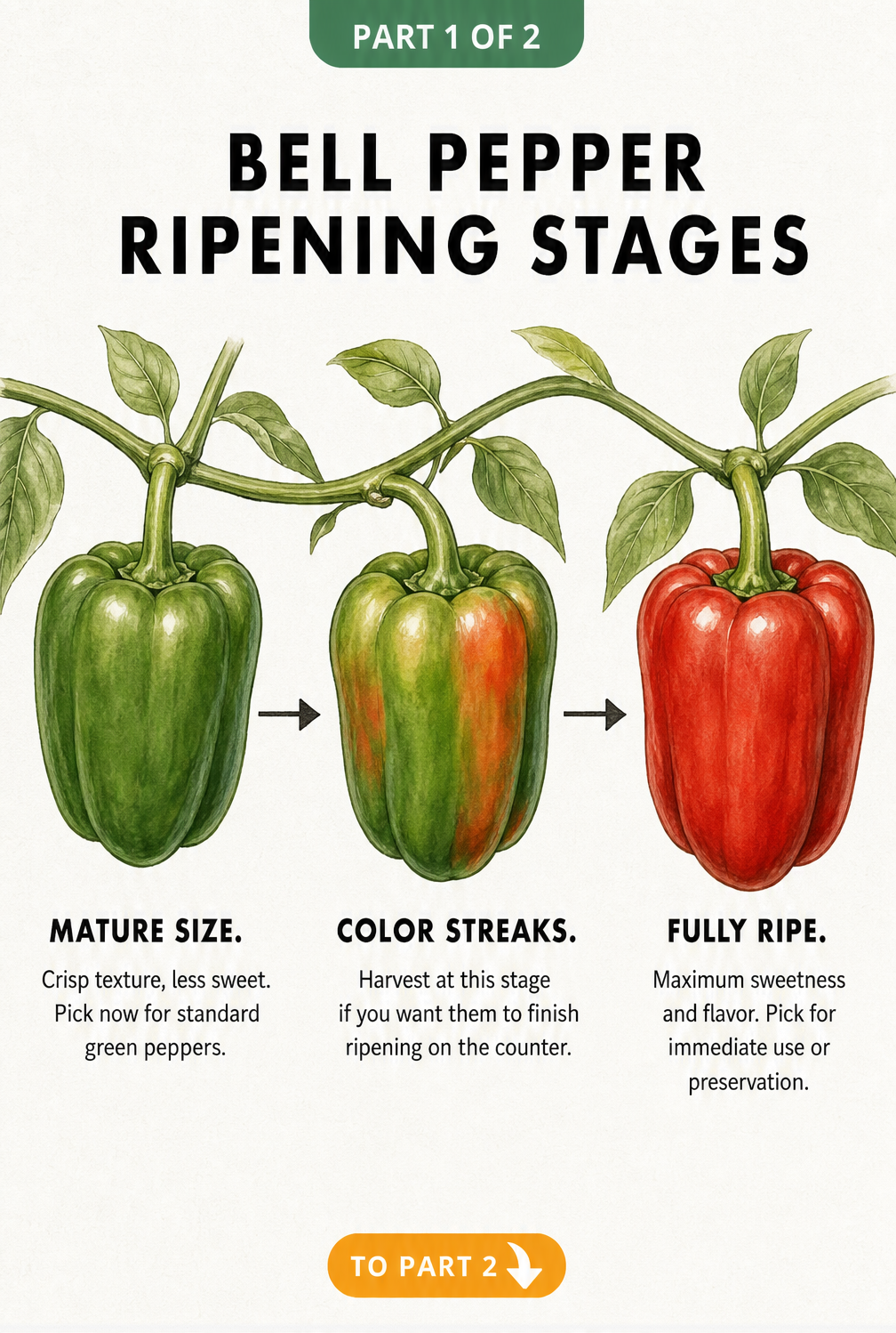 Illustration showing bell pepper ripening stages from green to red with flavor profiles