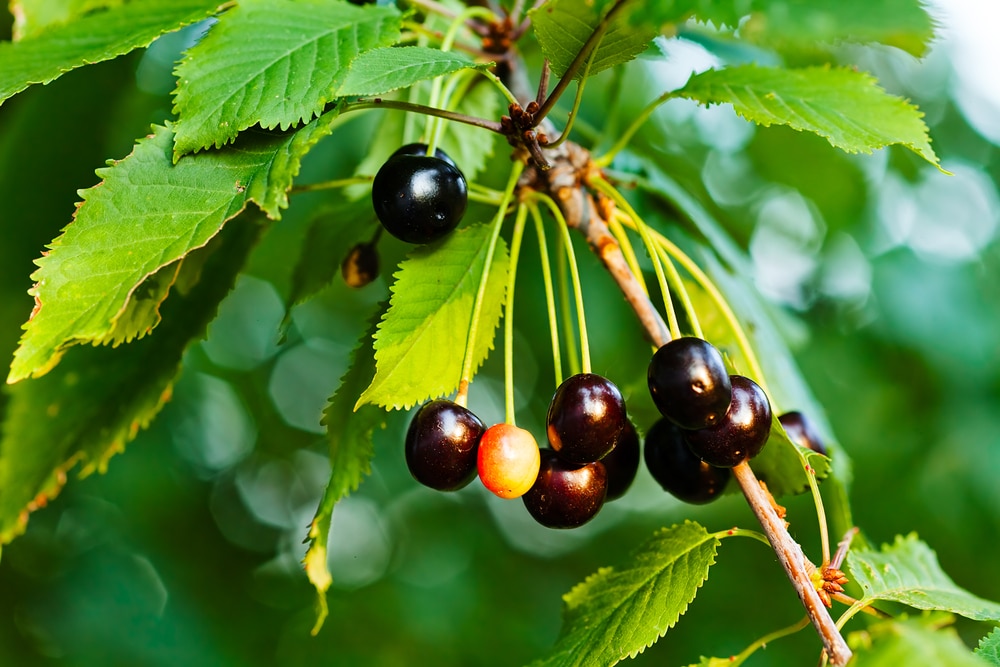 Black Cherry Leaf & Other Facts About the Tree