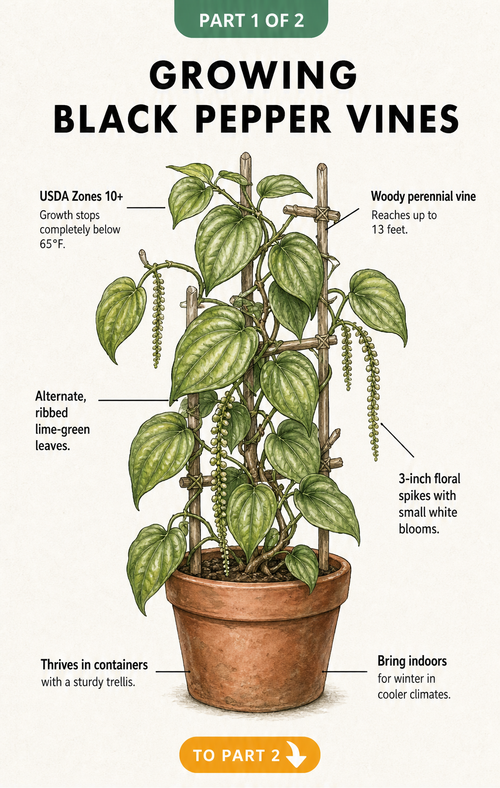 Botanical illustration of a Piper nigrum black pepper vine growing in a terracotta pot with a wooden trellis, showing ribbed lime-green leaves and small floral...