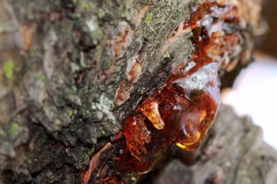 cherry-tree-bark