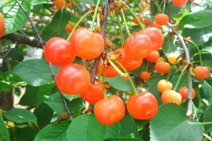 Yoshino Cherry Tree Problems » Tips on Identification & Control