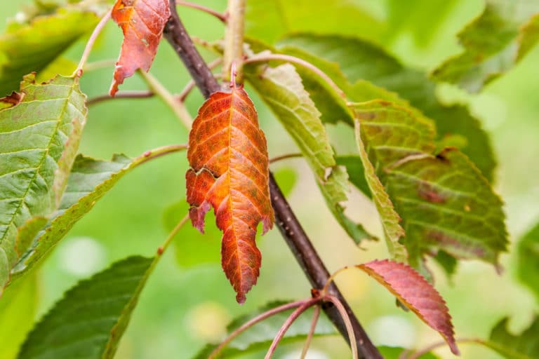 Cherry Tree Diseases » Top Tips on Identification & Control