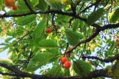 cherry-tree-identification