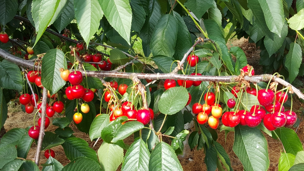 7 Common Cherry Tree Diseases And How To Treat Them Lawnstarter
