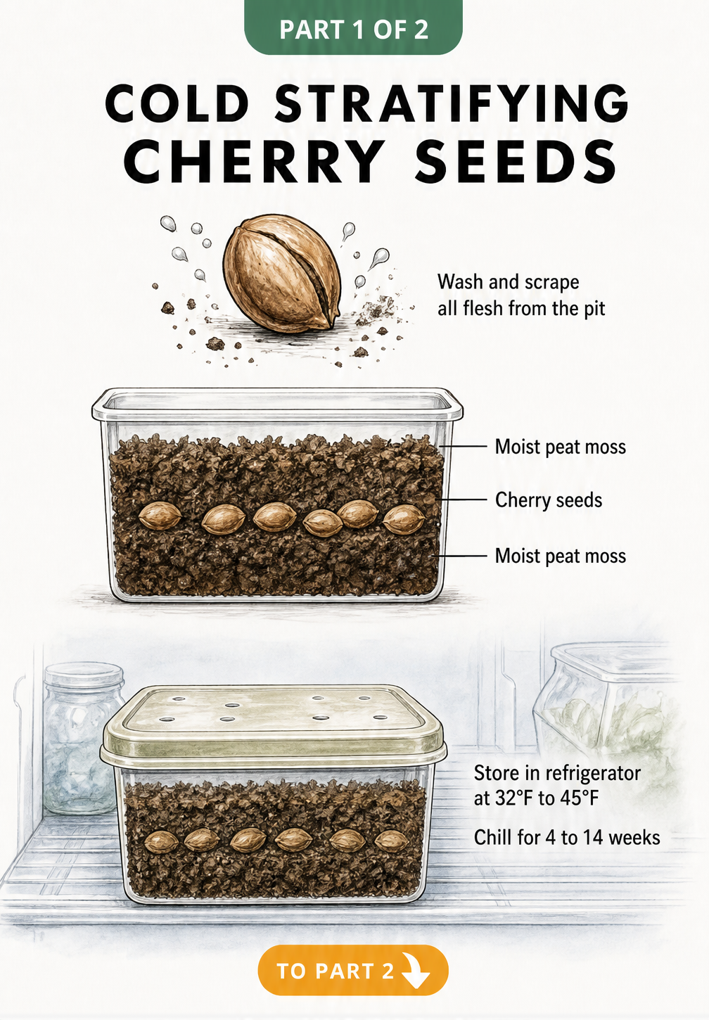 How to Germinate Cherry Seeds  Top Tips