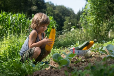 companion-plants-for-zucchini