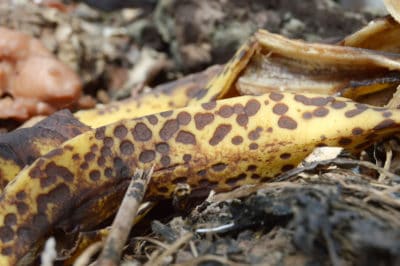 compost-banana-peels