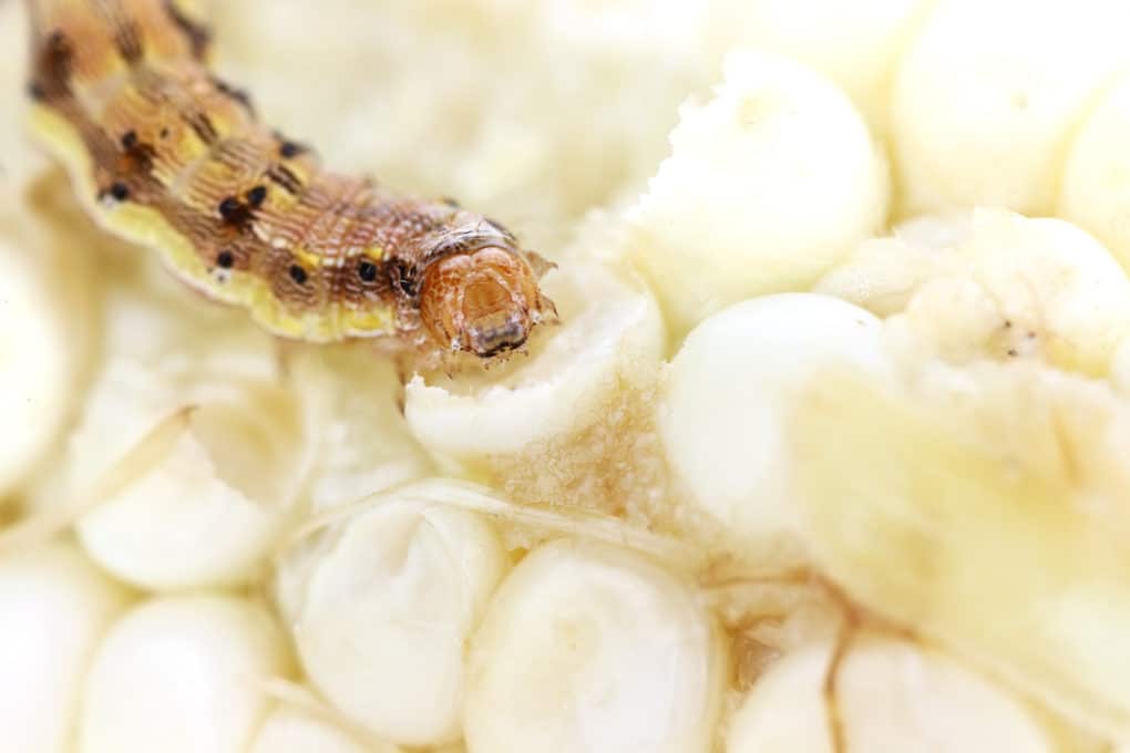 Corn Earworm » Top Tips for Identification & Control